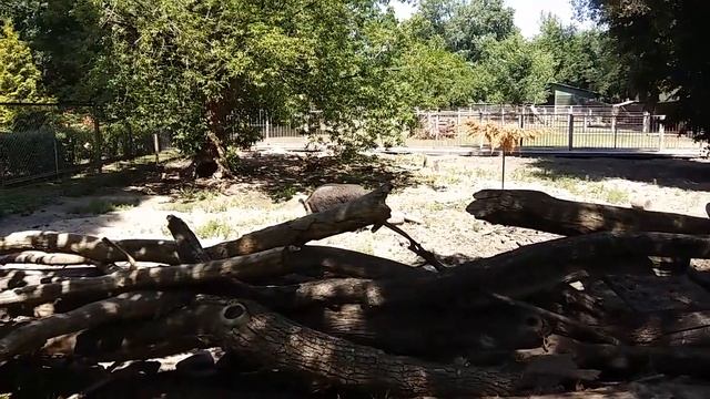 Киевский зоопарк. Обзор. Дикие кабаны. смотреть онлайн