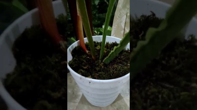 Cara Merawat & Update Harga Tanaman Hias Plowmanii смотреть онлайн