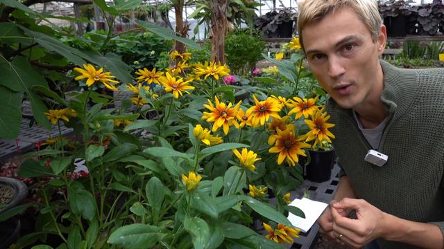 Minibeckia 'Flame' Black Eyed Susan - Try this New Plant смотреть онлайн