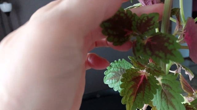 Мой опыт формирования колеуса.#колеус #штамб #мойопыт #моялюбовь