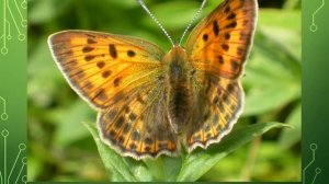 Презентация для детей по Доману. Бабочки