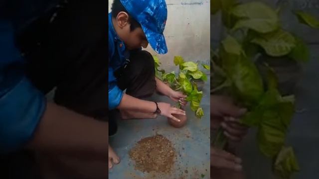 kids activities|plant propogate|plant kaise lgaye|syngonium plant|dieffenbachia plant| lemon plant смотреть онлайн