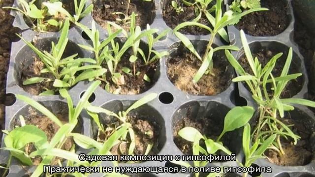 Гипсофила многолетняя: ползучая, изящная смотреть онлайн