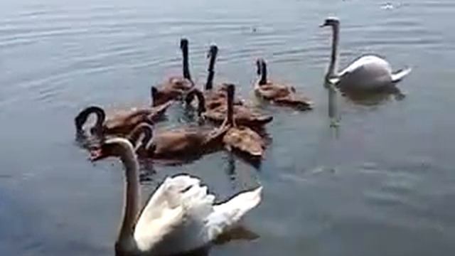 Яновское водохранилище. смотреть онлайн