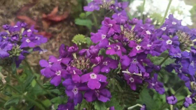 Самое лёгкое размножение ВЕРБЕНЫ... смотреть онлайн