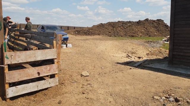 Биркование и обработка от глистов ягнят смотреть онлайн