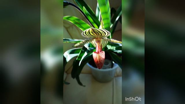 Paphiopedilum Rothschildianum Пафиопедилум Ротшильда