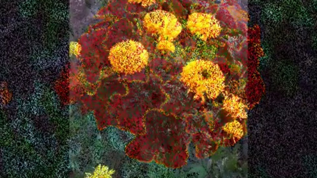 Бархатцы, бархатцы, бархатцы! Мои бархатцы 2014. смотреть онлайн