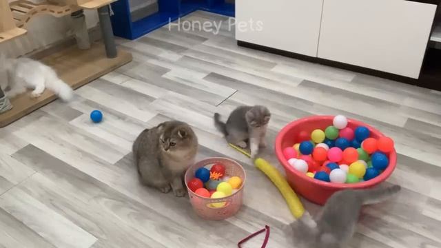 You Laugh You Lose ? Funniest Animals 2023 ?? Part 12 смотреть онлайн