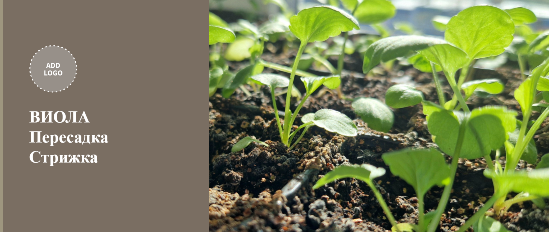 Как пересадить виолу. Пикировка виолы. Как формировать виолу, как стричь виолу.