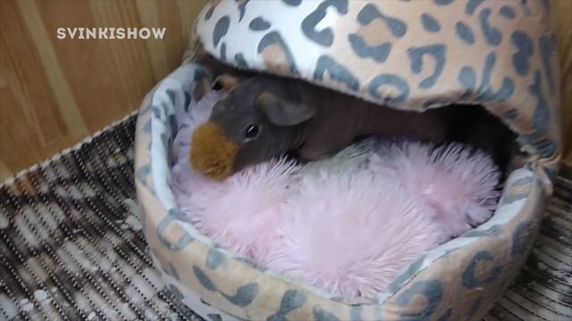 Тяжелая Жизнь Морских Свинок / SvinkiShow смотреть онлайн