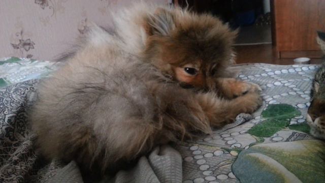 Шпиц Брюс- Cпят усталые игрушки )) Spitz Bruce - Sleeping toys смотреть онлайн