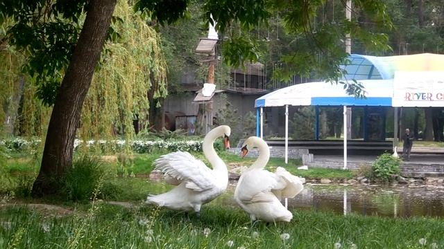 Брачный танец лебедей смотреть онлайн