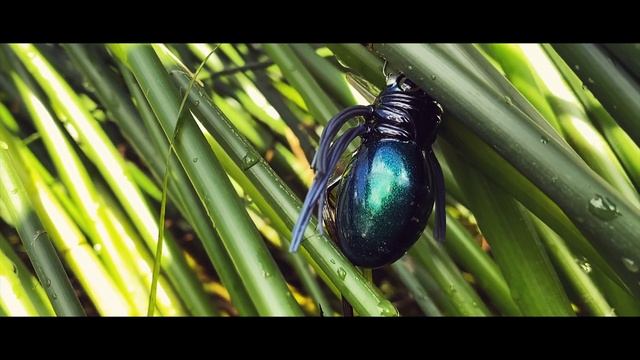 Жаркий голавлиный июль, день JACKALL HAMA-KU-RU SPIDER смотреть онлайн