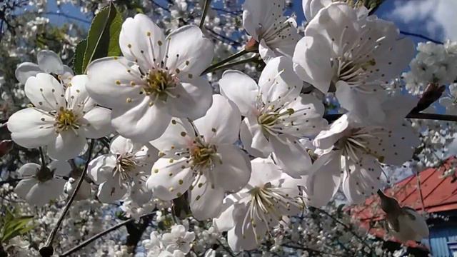 ДОМ В ДЕРЕВНЕ, РЯДОМ С ПРУДОМ. смотреть онлайн