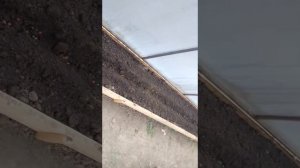 Как бороться с медведкой в теплице при высадке рассады