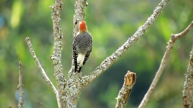 Leo Rojas 2020 - Leo Rojas Greatest Hits Full Album 2020 - Flauta De Pan Instrumental