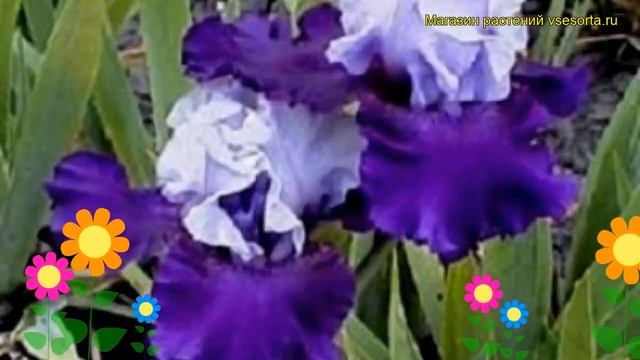 Ирис германский Бест бет. Краткий обзор, описание характеристик iris germanica Best Bet смотреть онлайн
