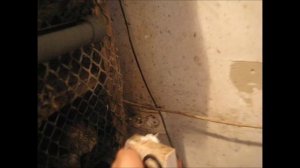 световой день перепелов