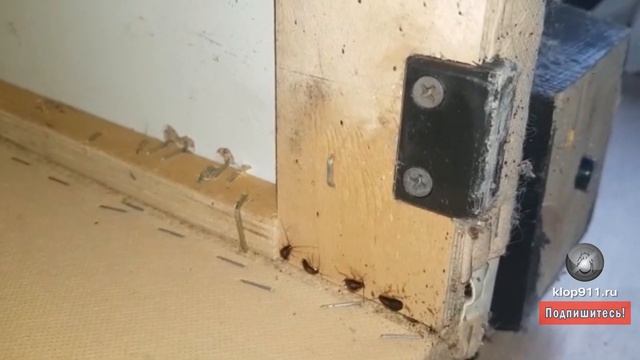 Живут ли тараканы в диванах? Ответ из Питера... смотреть онлайн