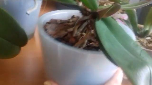 #Детки орхидей!!!На чем они растут и как получить детку! смотреть онлайн