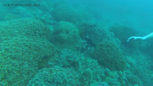 25 Октября дайвинг во Вьетнаме Нячанг смотреть онлайн