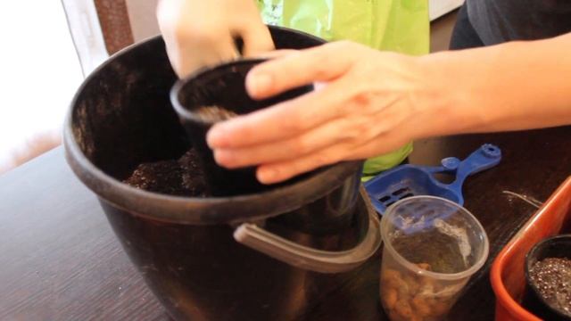 Черенкование лаванды. смотреть онлайн