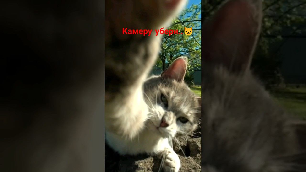 Камеру вырубай  #cat #кошка #kedi #catlover #котики #straycats #камерувырубай #дача