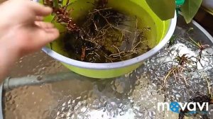 Погибает Антуриум . Реанимация от АдоЯ