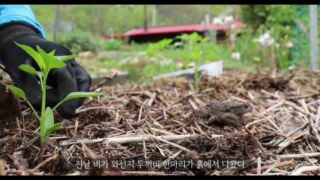 [Sub] 토종고추 칠성초 / 고추모종 심기 / 20일 무 수확 / 유기농텃밭 / Planting pepper seedlings смотреть онлайн