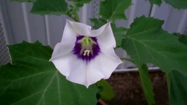Datura Discolor Opening (Realtime) смотреть онлайн