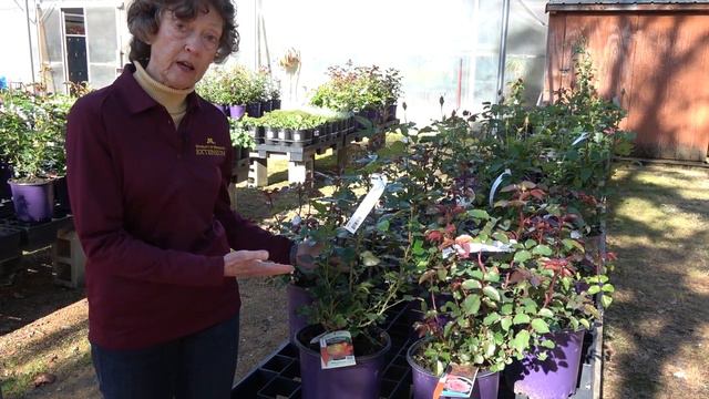 Become a Smarter Gardener: Reading Plant Labels смотреть онлайн