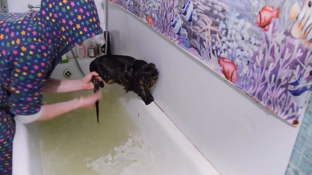 Купание трёх котов и таксы смотреть онлайн