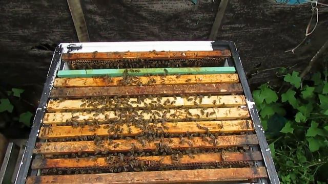 ответы на вопросы по улью биненхаус ( bienenhaus ) - как расширять вощиной шести рамочный отводок смотреть онлайн