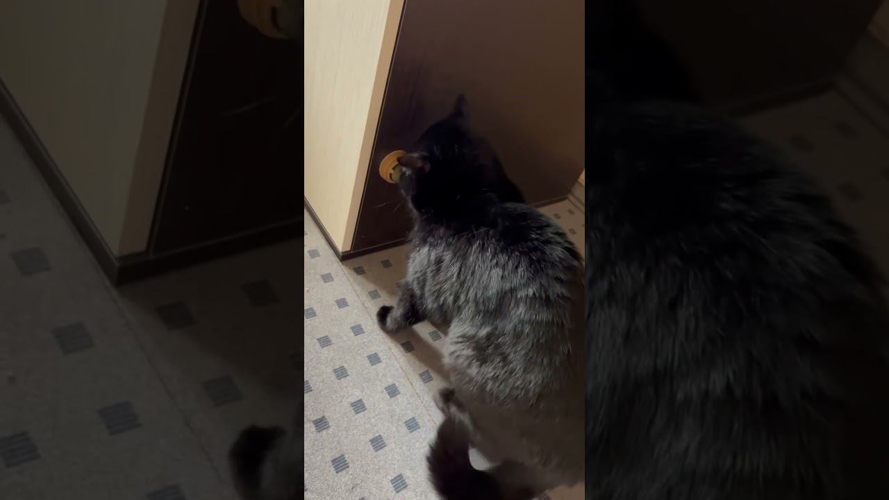 Кошачья мята