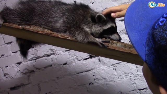 Едем в гости к енотам - милые животные | Видео для детей смотреть онлайн