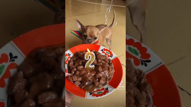 День рождения у Лютика 2 года 🥳 #cute #чихуахуа #щенок #puppy #happybirthday #деньрождения смотреть онлайн