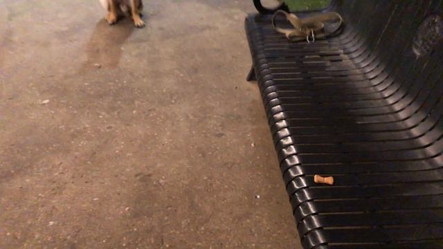 Немецкая овчарка в 2 года - Выполнение команд | 11 декабря 2022 смотреть онлайн