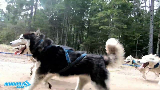 Живая Сила , подготовка к гонке на удалёнке смотреть онлайн