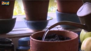 БАЗИЛИК на балконе [ Как вырастить базилик из семян ]