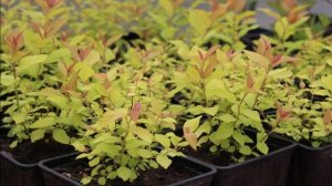 Лимонные спиреи Голд Флэйм и Голден Принцесс