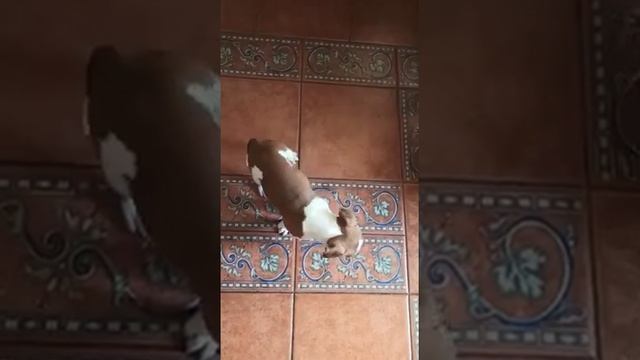 Луночка очень умная девочка. Видео от Светланы смотреть онлайн