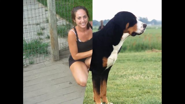 Зенненхунд Entlebucher/Entlebucher Mountain Dog (порода собак HD slide show)! смотреть онлайн