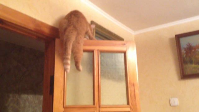 Кот запрыгивает на дверь. смотреть онлайн