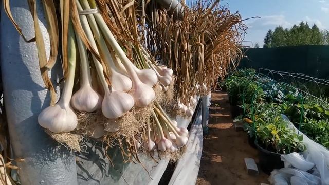 Мега урожай чеснока. Сняла урожай озимого - 360 отборных головок. Яровой чеснок убран, я довольна! смотреть онлайн