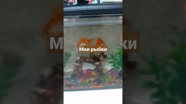 Золотые рыбки смотреть онлайн