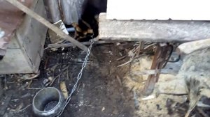 КРОЛИКОВОДСТВО для начинающих и не только.