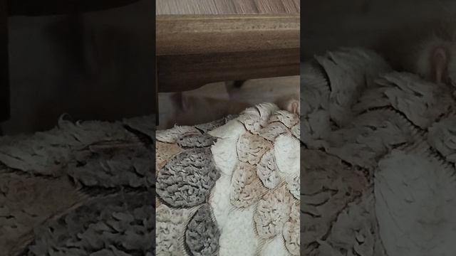 тунец для котов