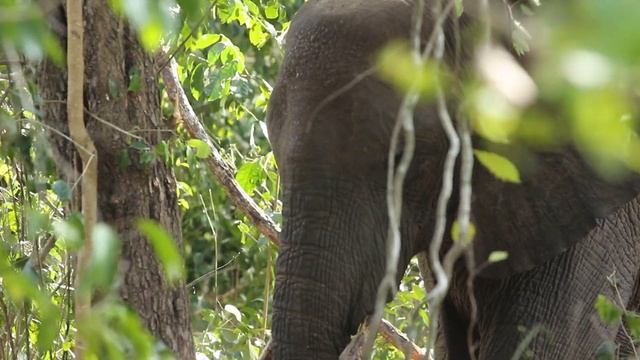 Watamu Forest Elephant Up Close And Personal Arabuko Sokoke Forest Kenya