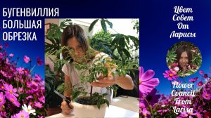 БУГЕНВИЛЛИЯ БОЛЬШАЯ ОБРЕЗКА ИЛИ ФОРМИРУЕМ КУСТИК 12.11.2019